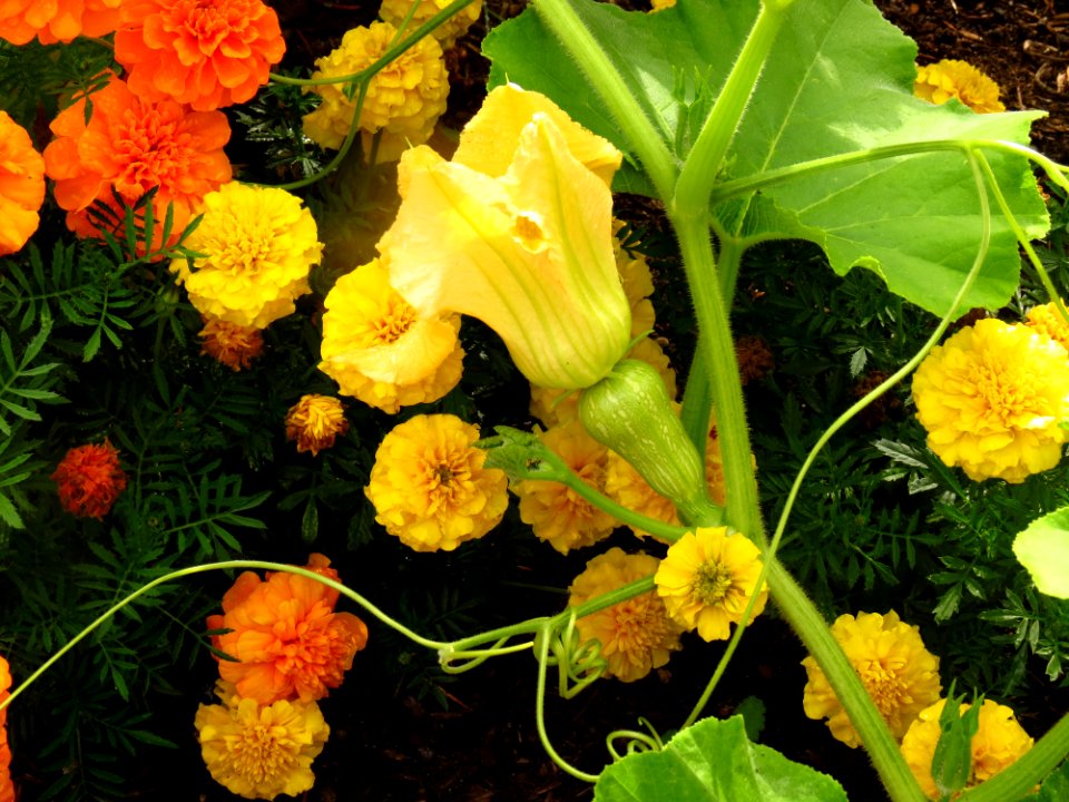 Orange, Gold, Green