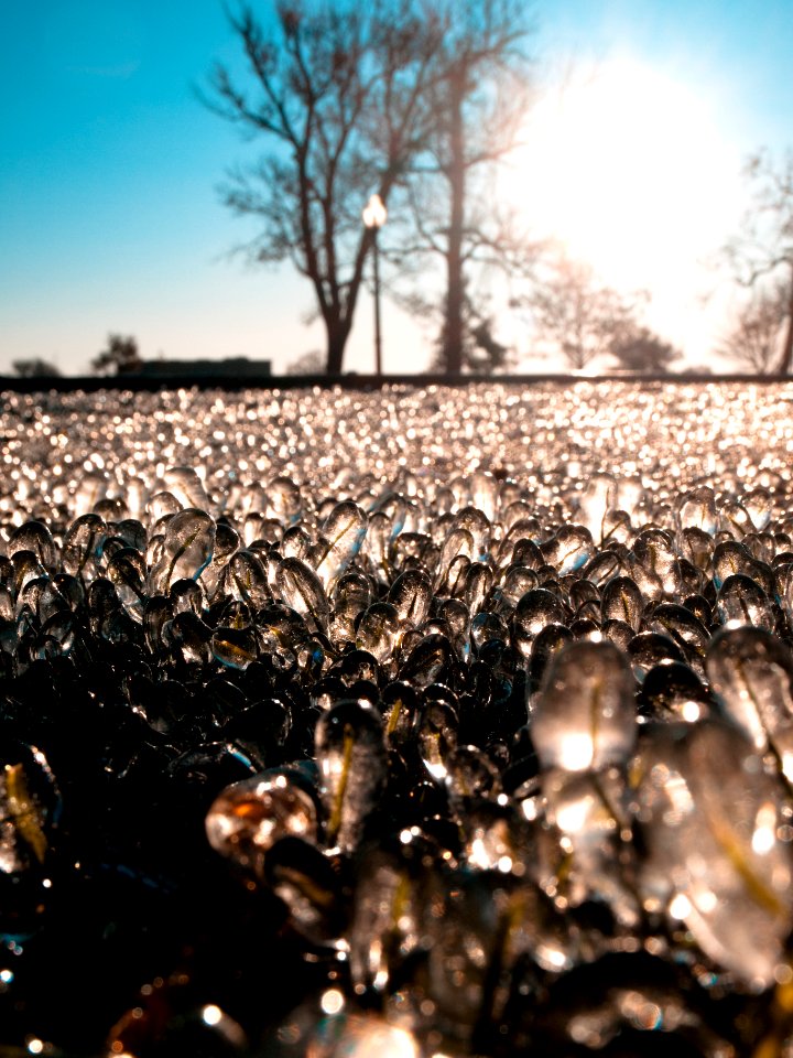 Grass