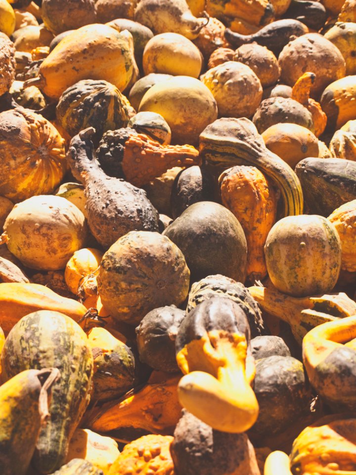 Lovel, United states, Pumpkins