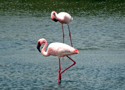 Flamingo avian wildlife