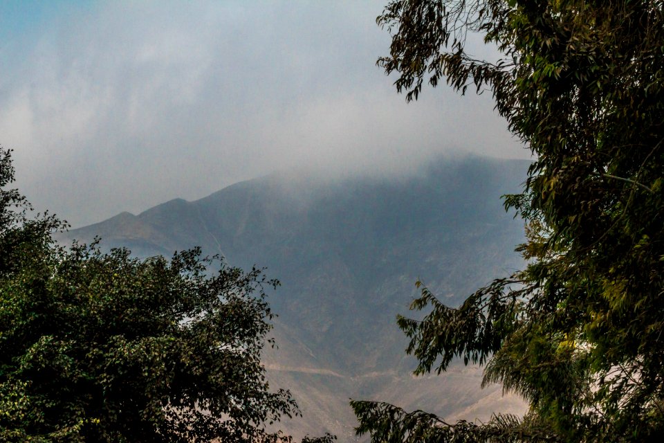 Santiago de surco, Peru, Trees