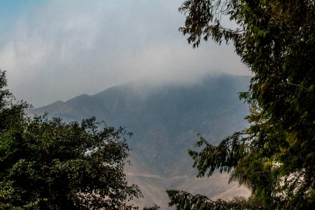 Santiago de surco, Peru, Trees