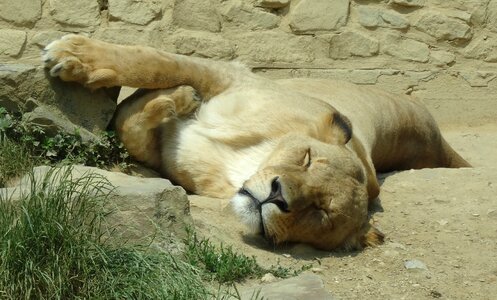 Predator big cat head photo