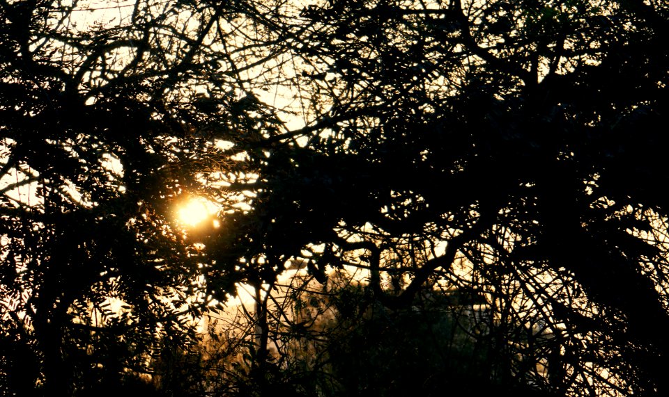 Santiago de surco, Peru, Forest