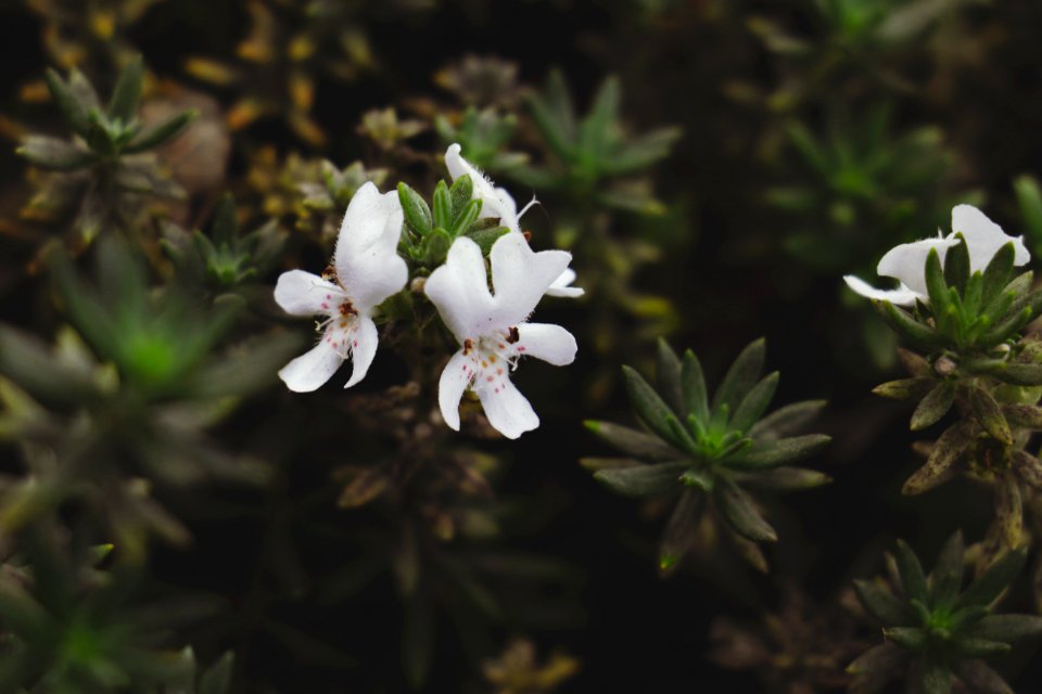 Santiago de surco, Peru, Bokeh