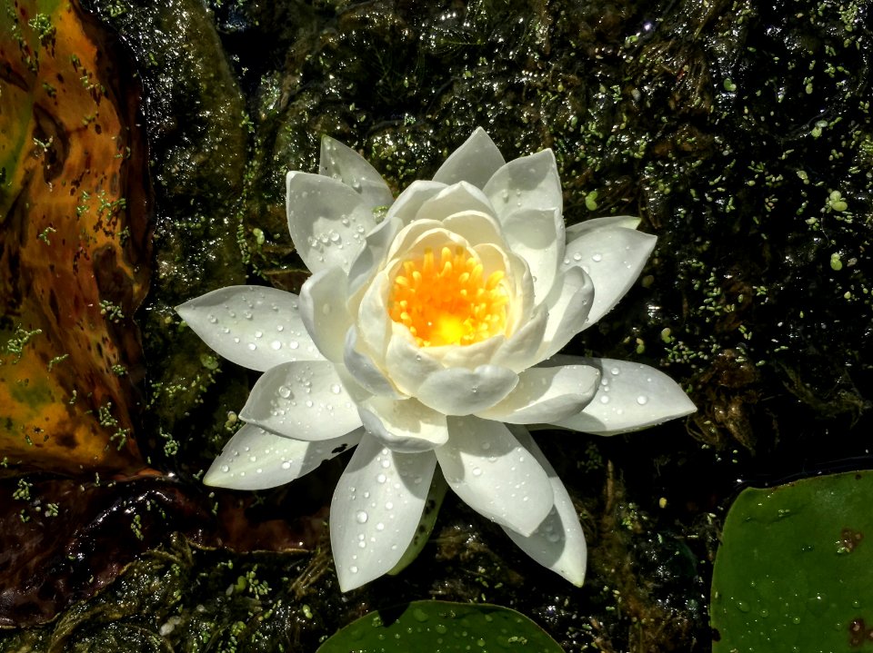 Yellow, White, Lily photo