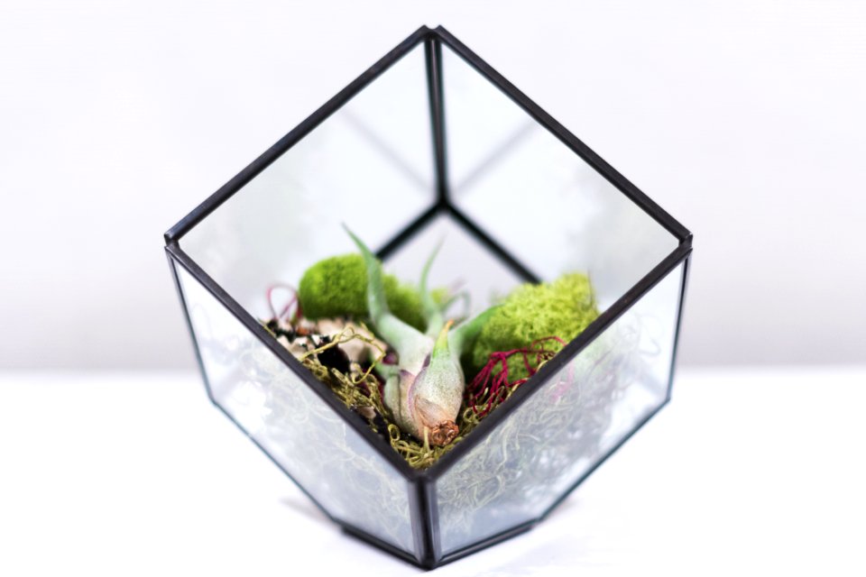 square clear glass terrarium on white surface