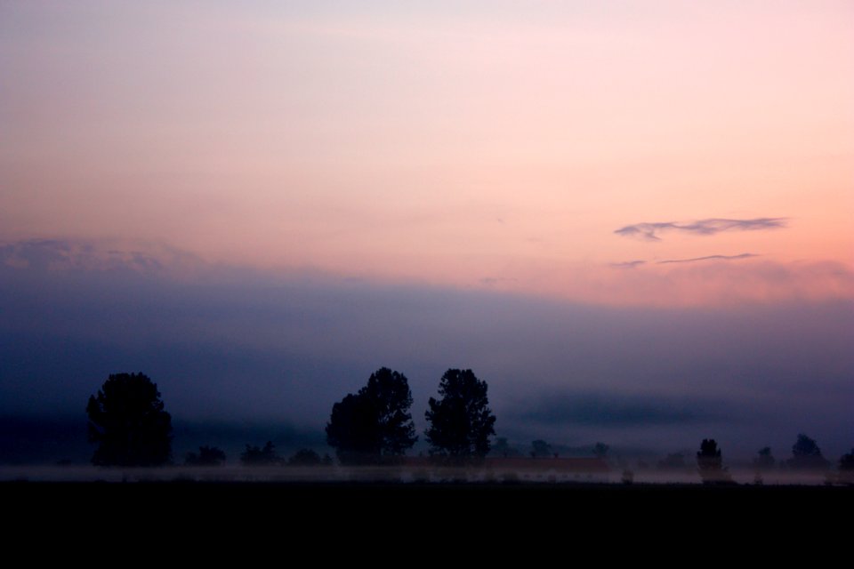 silhouette of trees under cloudy sky during golden hour
