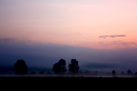 silhouette of trees under cloudy sky during golden hour