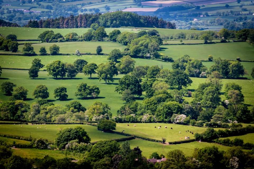 Nature, Clee saint margaret, Shropsire