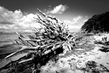 Brownsea isl, Dorset, Poole