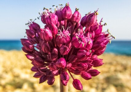 Spring bloom blossom photo