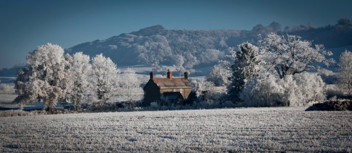 brown house surrounded white trees photo