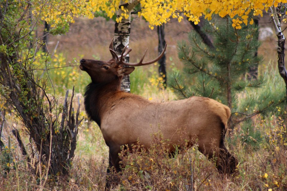 Rocky mountain national park, United states, Rockymountain
