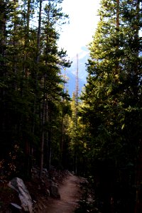 Mount elbert, United states, Trees