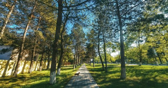 Anapa, Russia, Trees