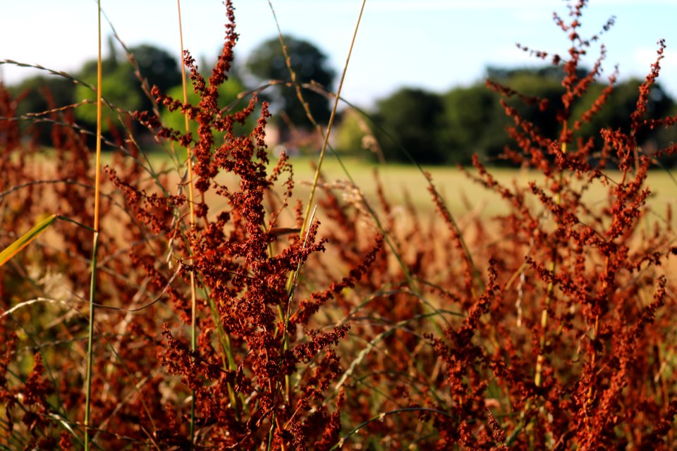 Field, Outside, Trees