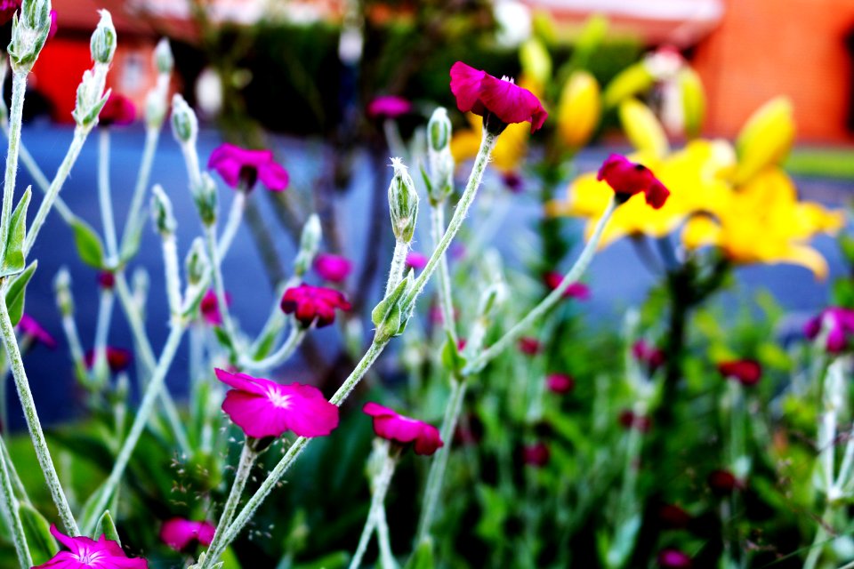 Purple, Outside, Nature