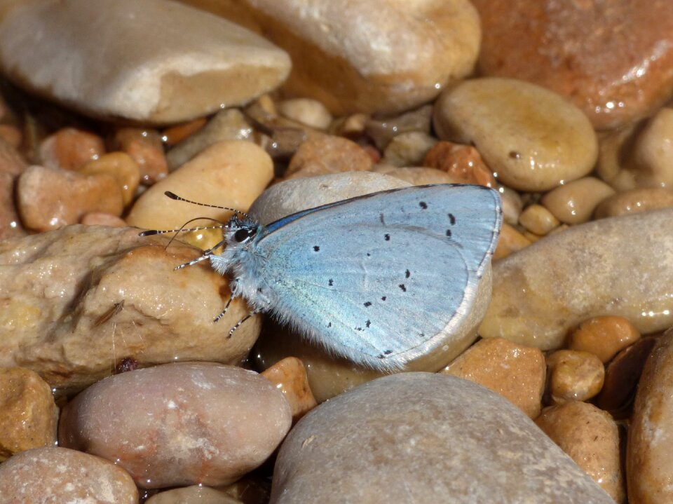 Drink libar river stones