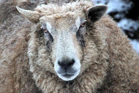 Nature wool livestock photo