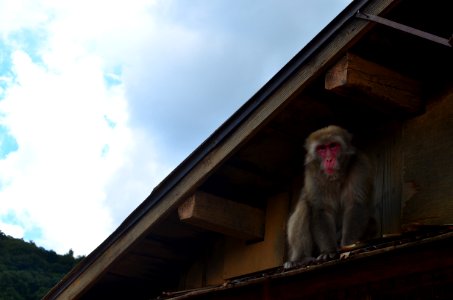 Baboon, Japan, Animal photo