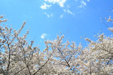 white tree under blue sky photo