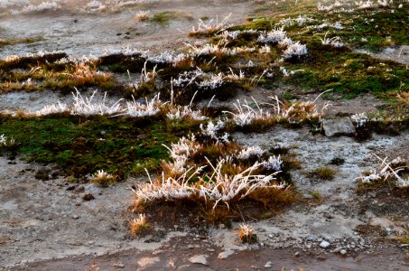 brown and green grass photo