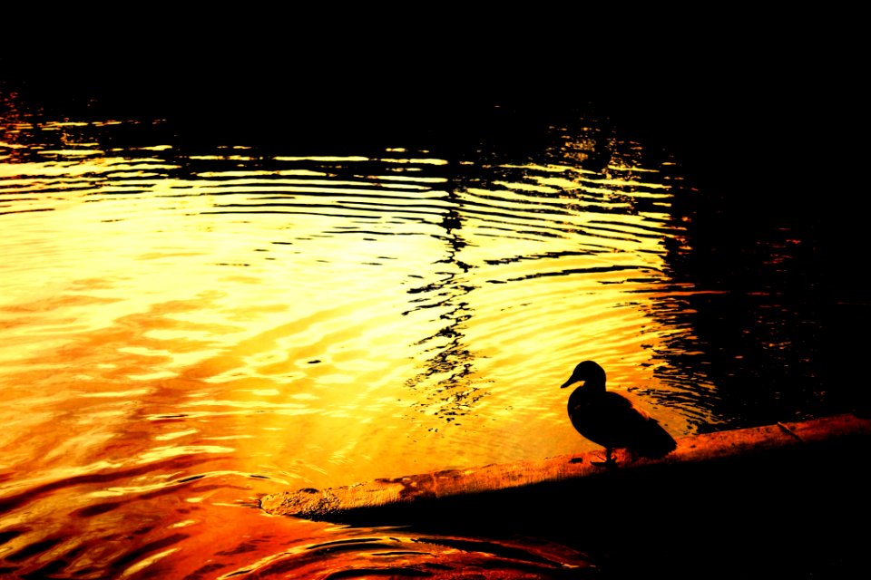 San antonio, United states, Yellow