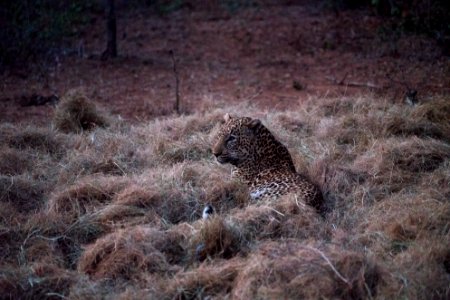 Kapama private game reserve, South africa, Night