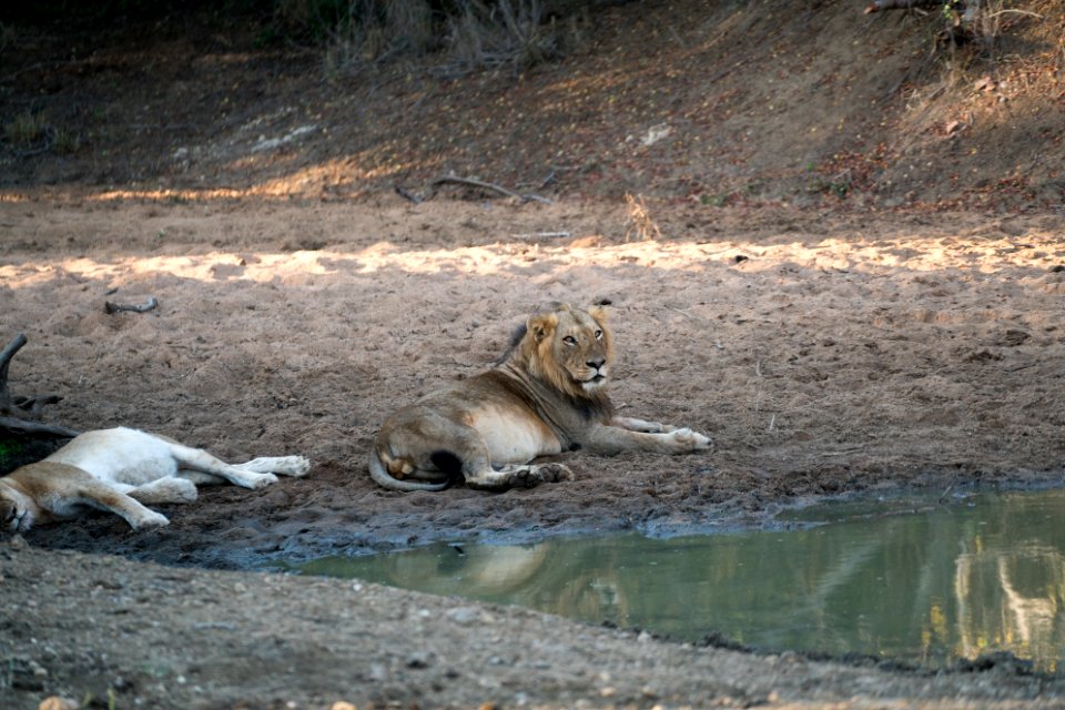 Kapama private game reserve, South africa, Big cats