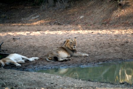 Kapama private game reserve, South africa, Big cats photo