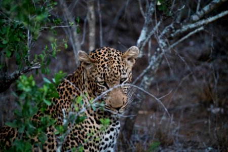 Kapama private game reserve, South africa, Safari