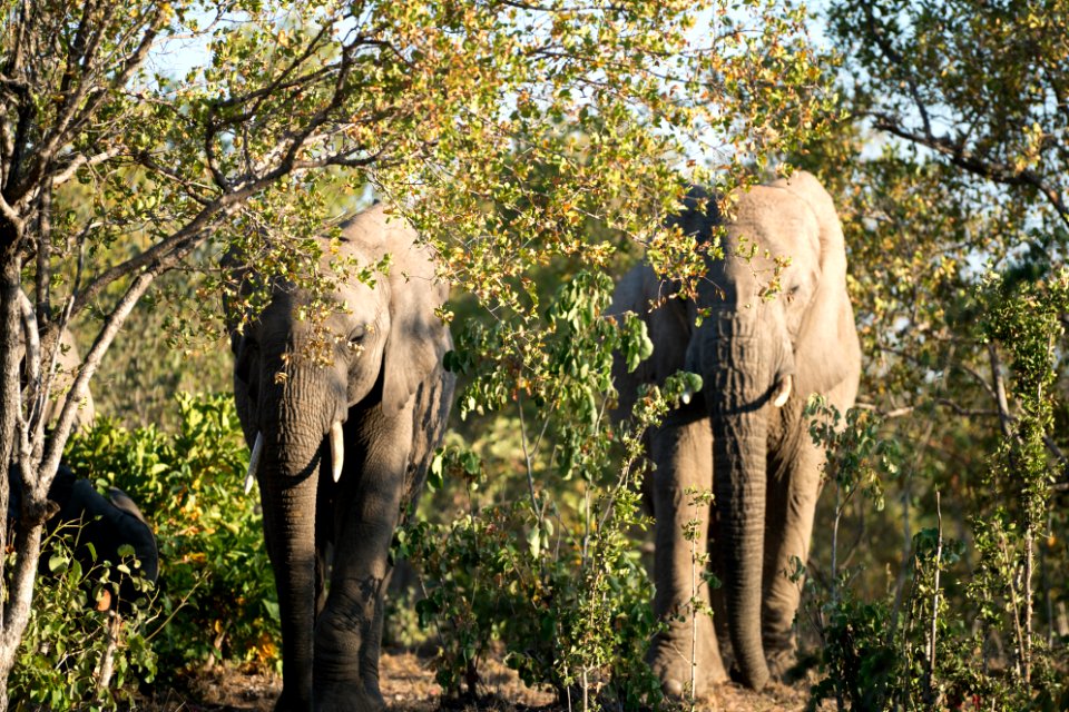 Kapama private game reserve, South africa, Safari