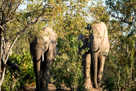 Kapama private game reserve, South africa, Safari photo