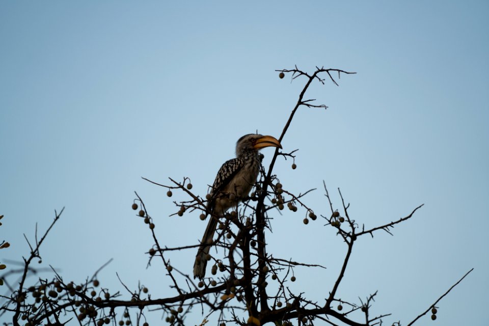 Kapama private game reserve, South africa, Wild