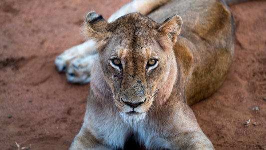 lioness laying on surface photo