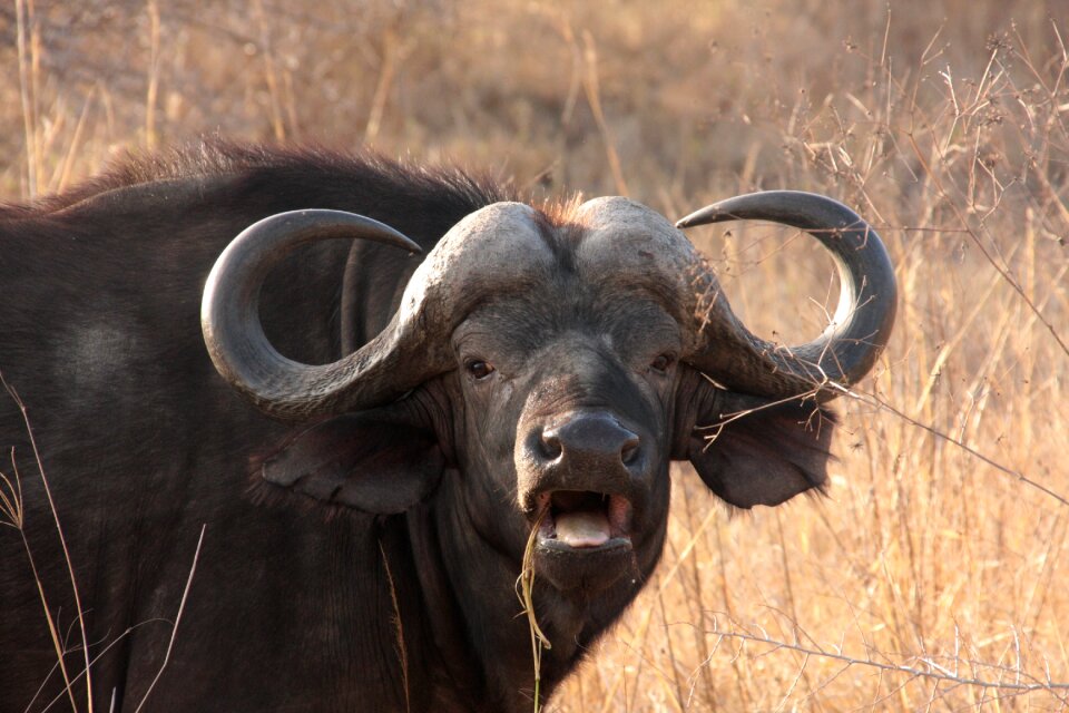 The big five national park buffalo