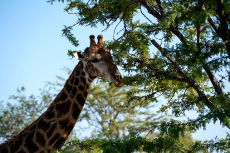 Kapama private game reserve, South africa, Africa