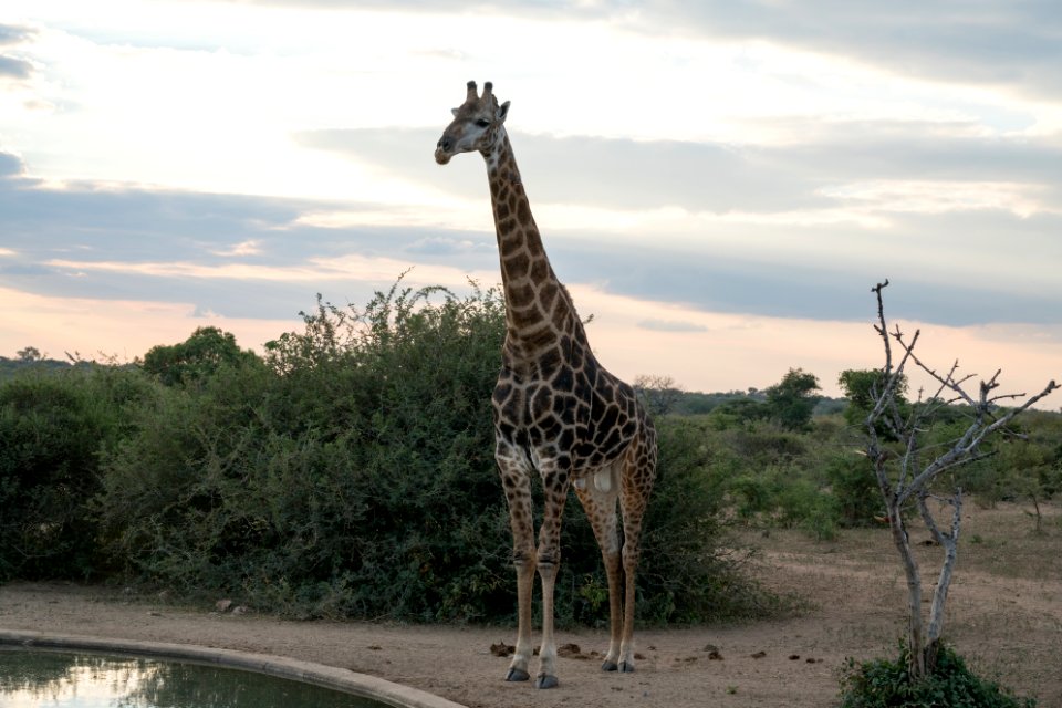 Kapama private game reserve, South africa, Tall