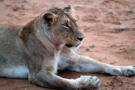 adult lioness lying on ground photo
