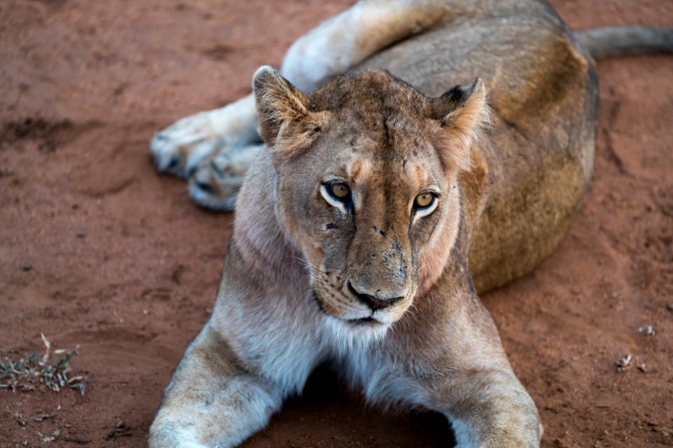 Kapama private game reserve, South africa, Beautiful