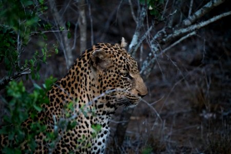 focus photography of leopard near tree photo