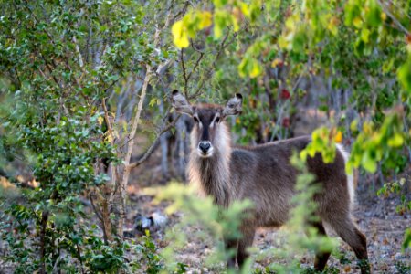 Kapama southern camp, South africa, Waterbuck