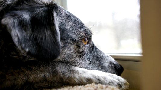 Eye, Dog, Fur photo