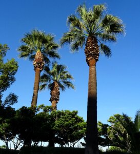 Desert fan palm california fan palm california palm photo