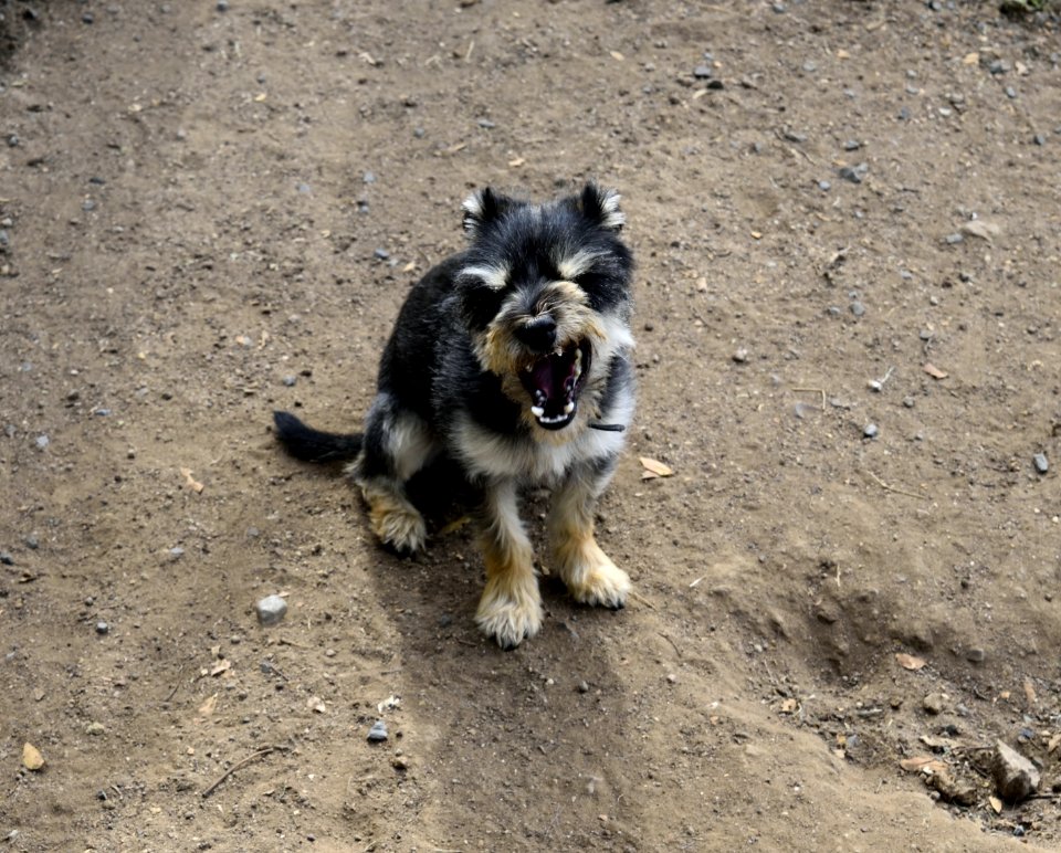 Bony mountain, Australia, Attitude