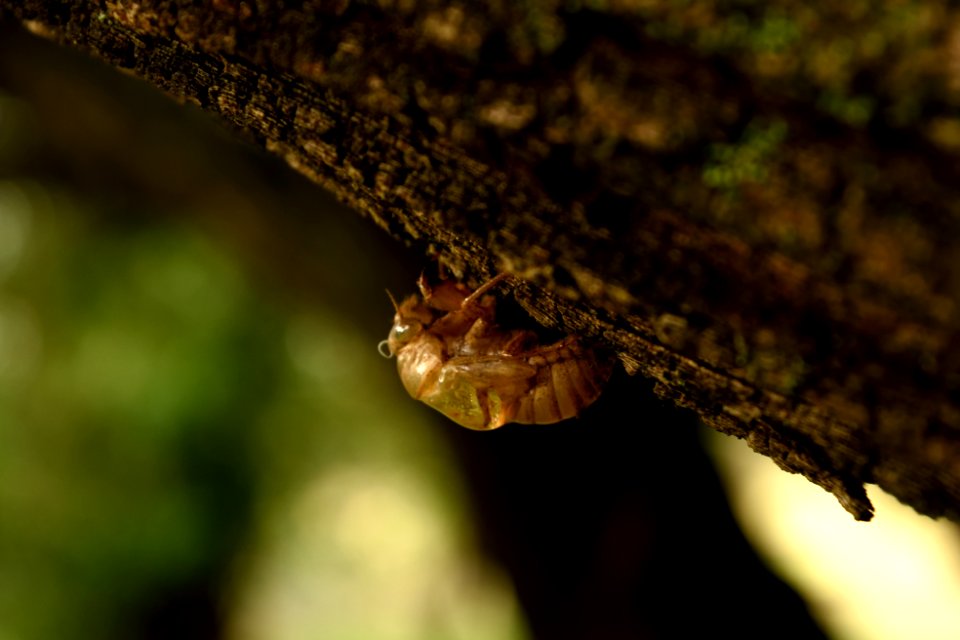 Bony mountain, Australia, Shell