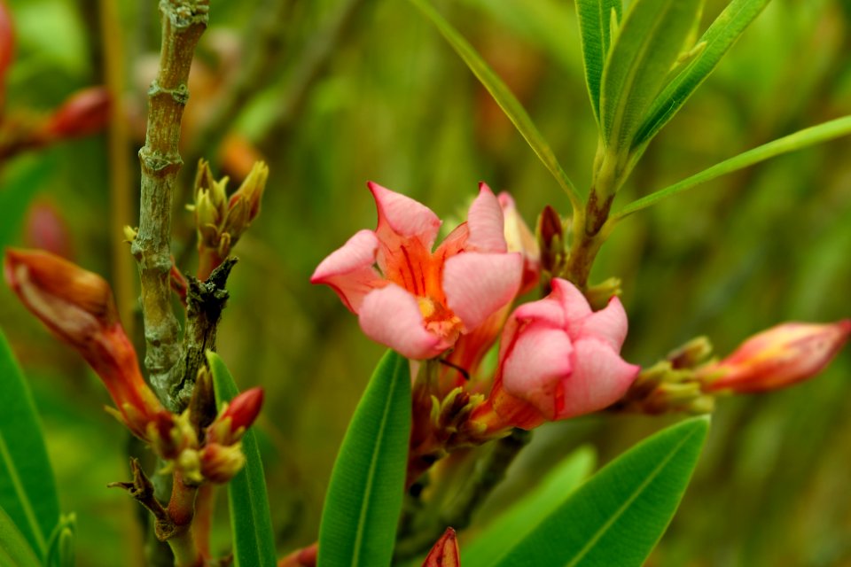 Bony mountain, Australia, Plant