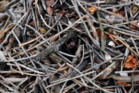 Bony mountain, Australia, Twigs