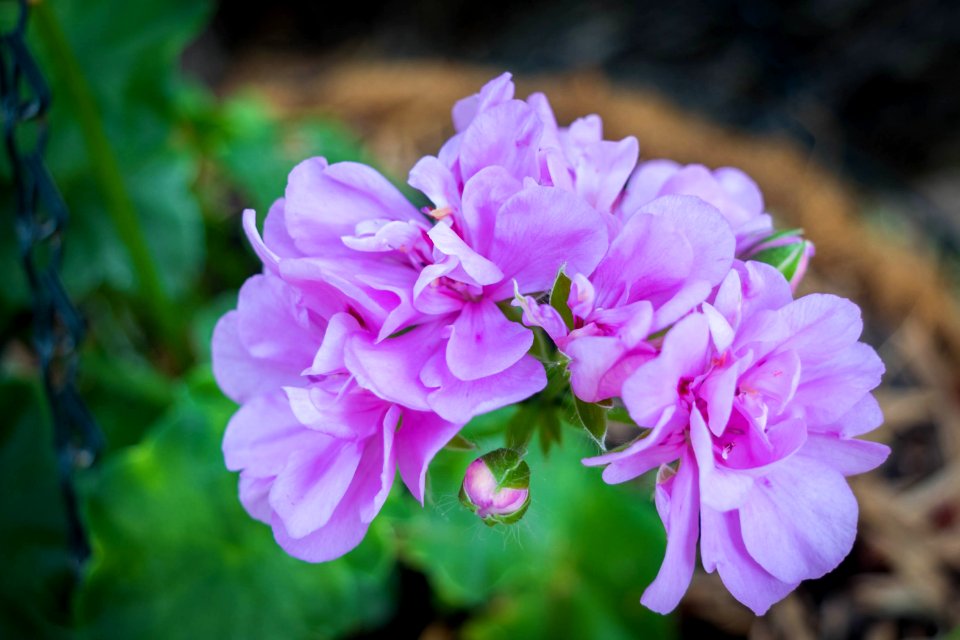 Nature, Living things, Plant